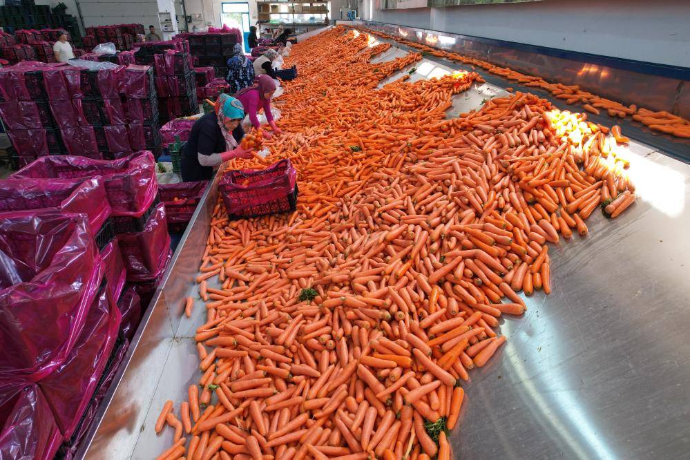 Konya’nın Türkiye’de iddialı olduğu üründe hasat zamanı 8